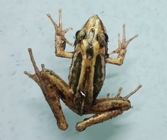 Litoria nasuta
