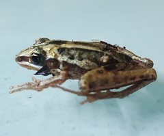 Litoria nasuta