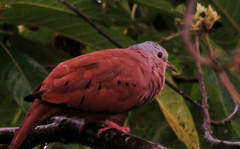 Columbina talpacoti