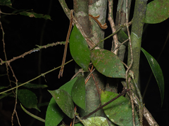 Hoya lacunosa, photograph (c) Samuel Lee, some rights reserved (CC BY)