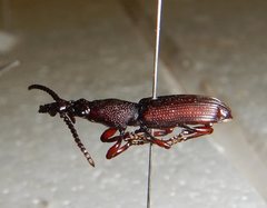 Ankleineella