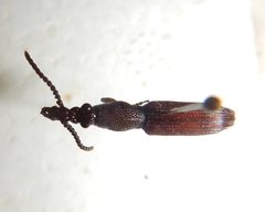 Ankleineella