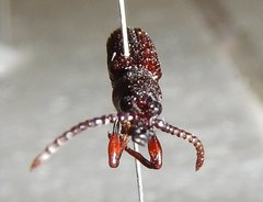 Ankleineella