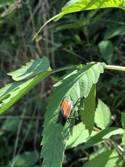 Anisoplia austriaca