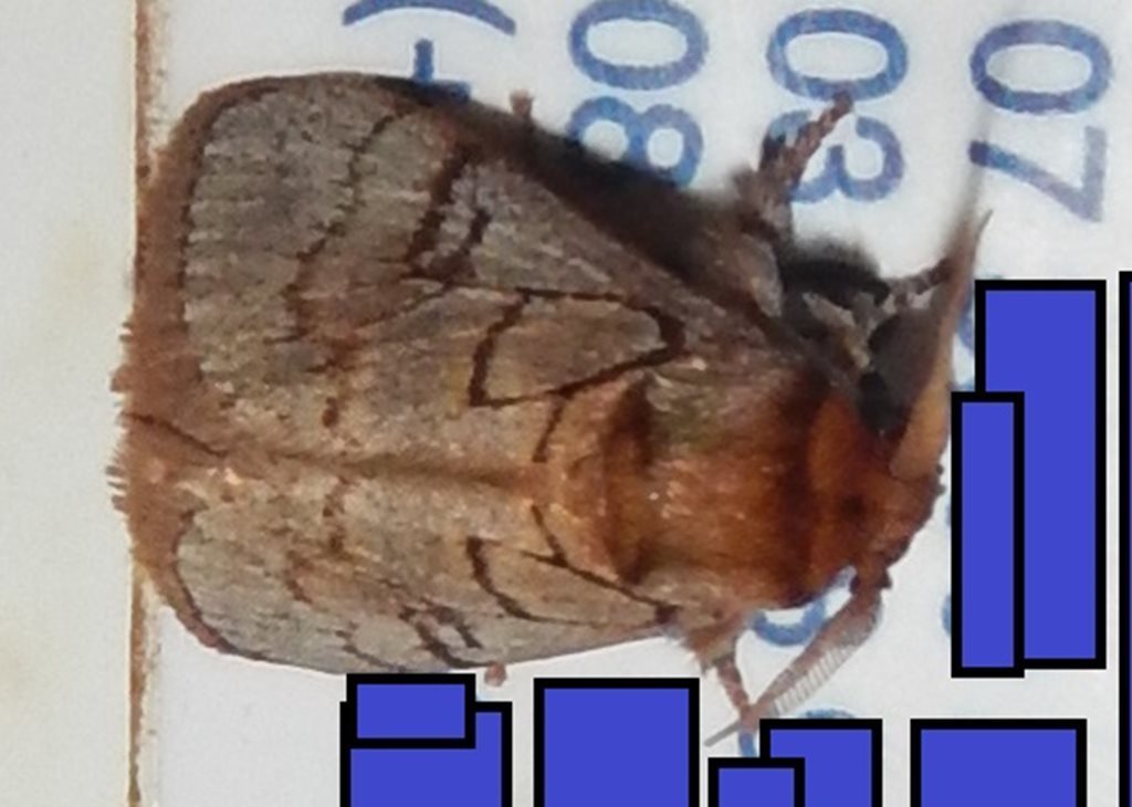 Parasoidea neurocausta