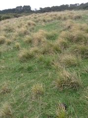 Carex longebrachiata