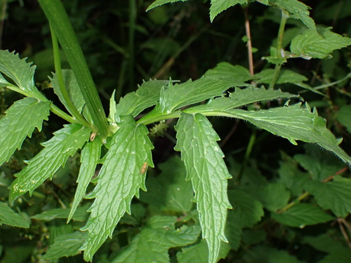 Image of Valeriana excelsa by (c) Zeke Marshall, some rights reserved (CC BY)