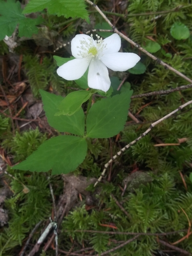 Anemonastrum deltoideum