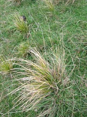 Carex longebrachiata
