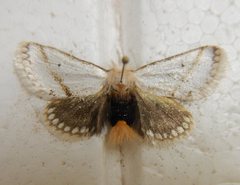 Epicoma derbyana