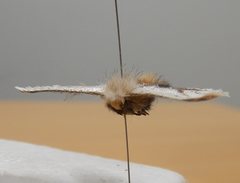 Epicoma derbyana