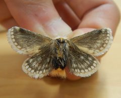 Epicoma derbyana