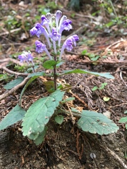 Scutellaria indica