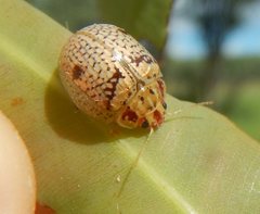 Paropsisterna minerva