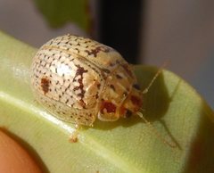 Paropsisterna minerva