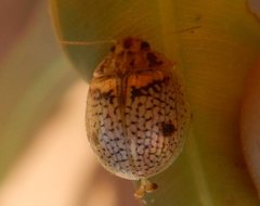 Paropsisterna minerva