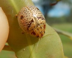 Paropsisterna minerva