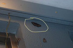 Metopta rectifasciata