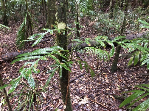 Hicksbeachia pinnatifolia, photograph 6