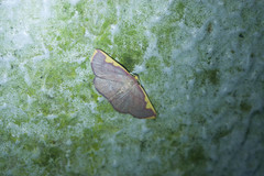 Nothomiza flavicosta
