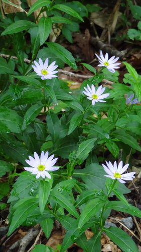 Aster savatieri iNat (2)