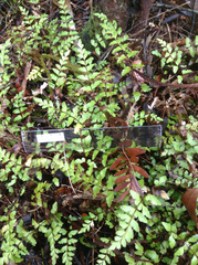 Lindsaea trichomanoides