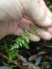 Lindsaea trichomanoides