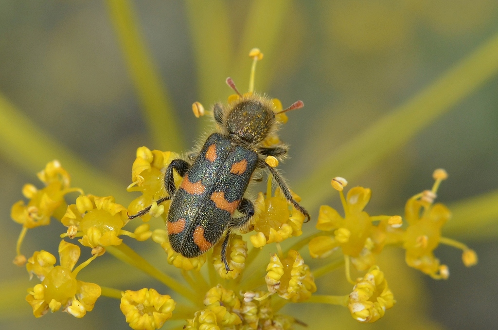 Trichodes flavocinctus
