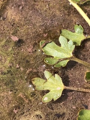 Ranunculus pulchellus