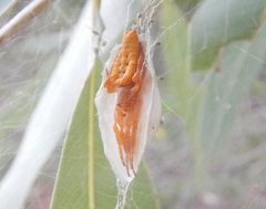 Cyrtophora exanthematica