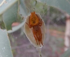 Cyrtophora exanthematica