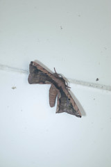 Prismosticta microprisma