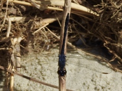 Dythemis nigrescens