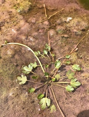 Ranunculus pulchellus