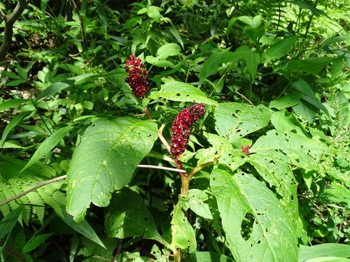 Image of Phytolacca japonica by (c) 百香果, some rights reserved (CC BY)