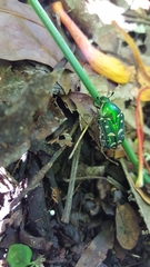 Protaetia philippensis