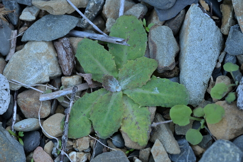 Image of New Zealand Sow Thistle (Sonchus kirkii) by (c) Christopher Stephens, some rights reserved (CC BY-SA)