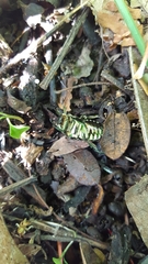 Protaetia philippensis