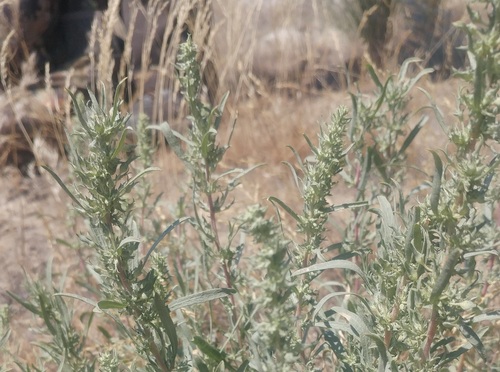 Atriplex gardneri var. falcata