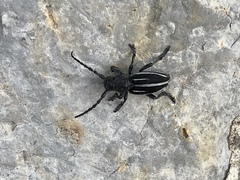 Dorcadion fuliginator