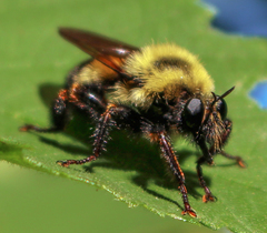 Laphria thoracica