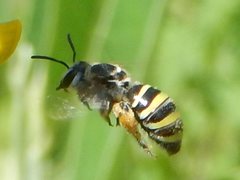 Nomia rubroviridis
