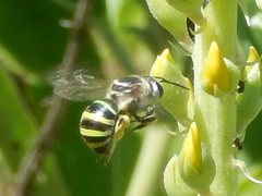 Nomia rubroviridis
