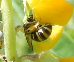 Nomia rubroviridis