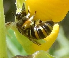 Nomia rubroviridis