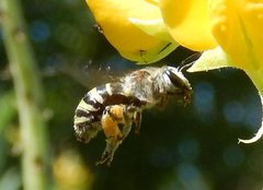 Nomia rubroviridis