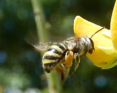 Nomia rubroviridis