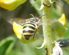 Nomia rubroviridis