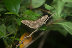 Racotis boarmiaria