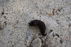Limax maximus